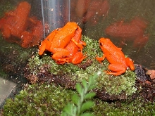 golden mantella group of 5
