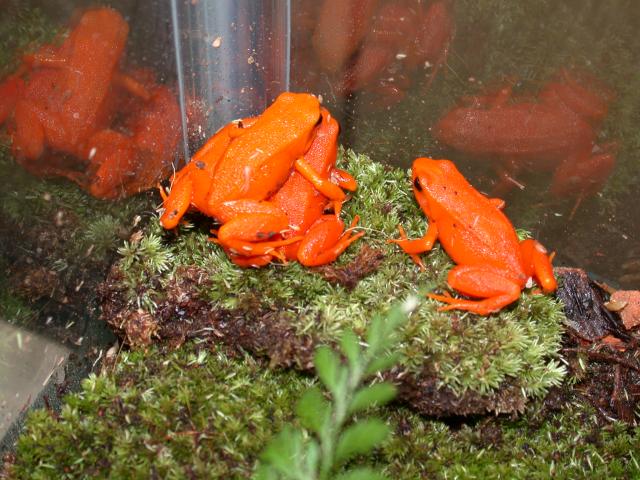 golden mantella group of 5