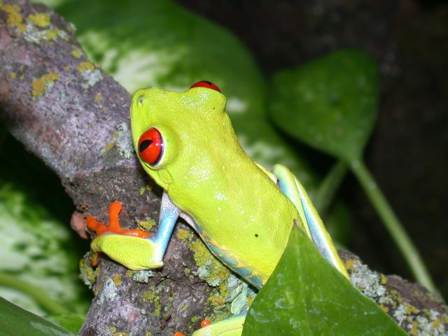 male redeye on lichen branch