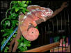 Tamatave at rest
