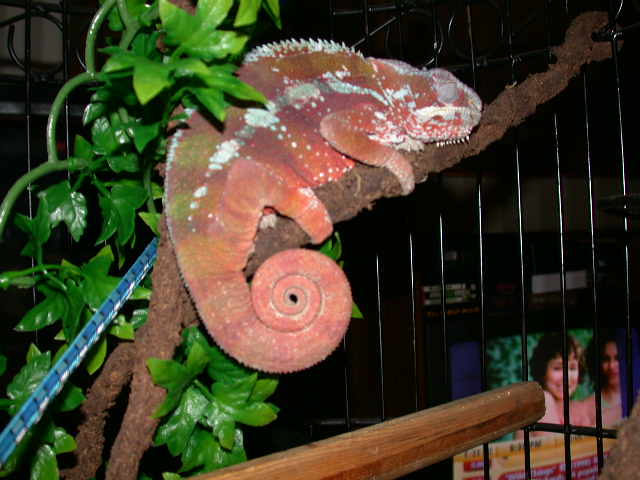 Tamatave at rest
