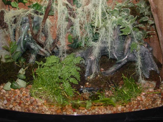 another view of mantella tank