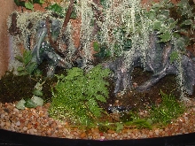 Mantella enclosure