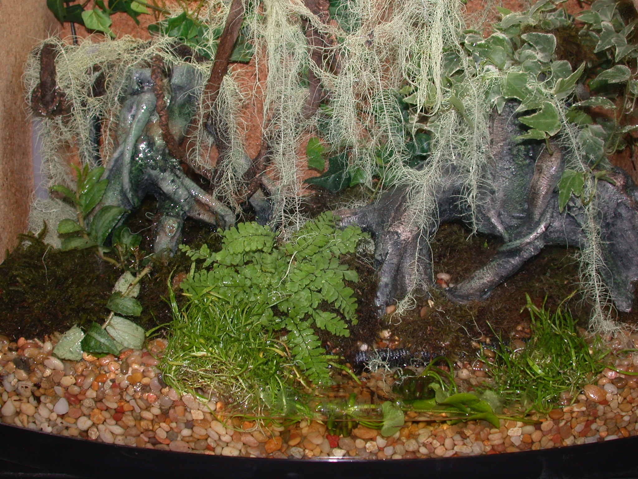 Mantella enclosure