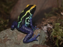 cobalt tinc