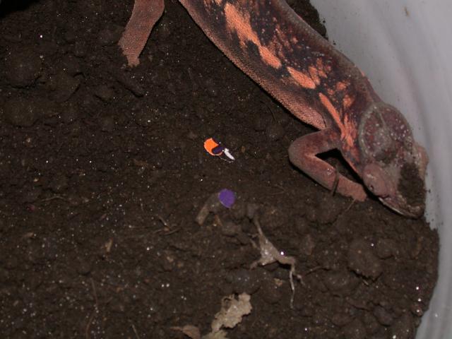 Female tamatave