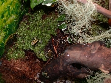 moss