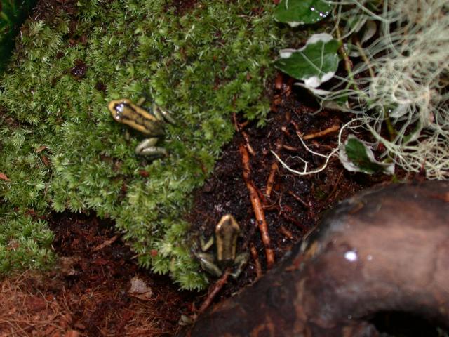 moss and froglets