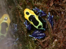 cobalt tinc