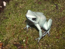 mint terribilis