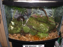 new mint terribilis vivarium