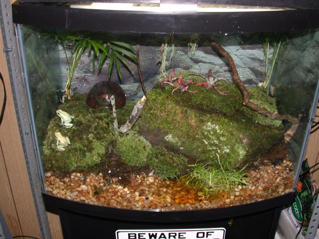 new mint terribilis vivarium
