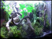 tank w/ moss