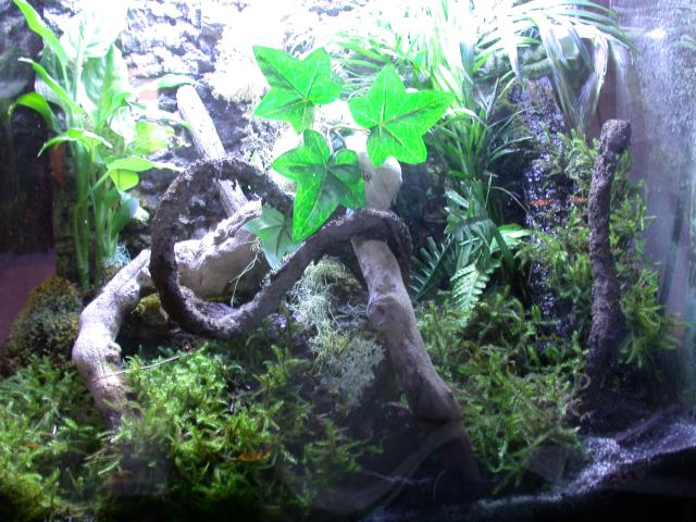 tank w/ moss