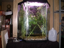 red eye treefrog setup