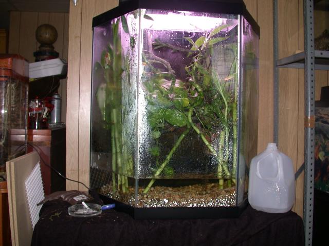 red eye treefrog setup