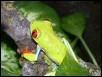 1.0 Red eye treefrog