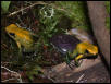 Pair of P.bicolor