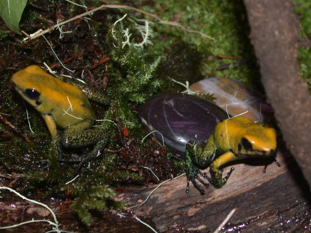 Pair of P.bicolor