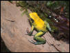 P.bicolor