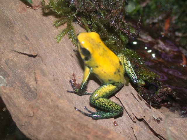 P.bicolor
