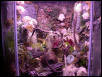 P.bicolor home