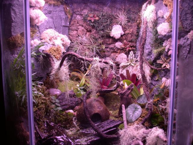 P.bicolor home