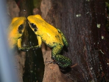 bicolor close-up