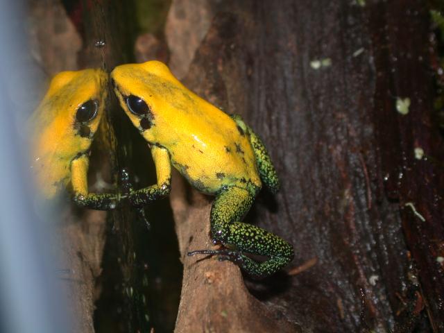 bicolor close-up