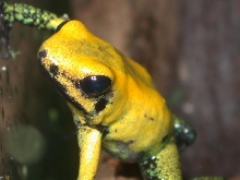 close-up 2
