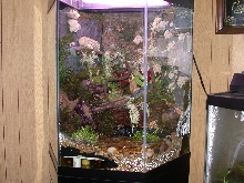 finished tank