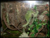 another shot of dart frog setup