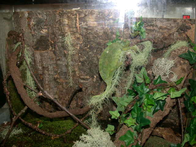 another shot of dart frog setup