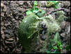 Dart Frog tank