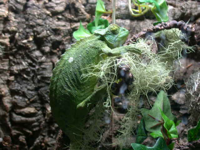 Dart Frog tank