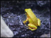 black-eared mantella
