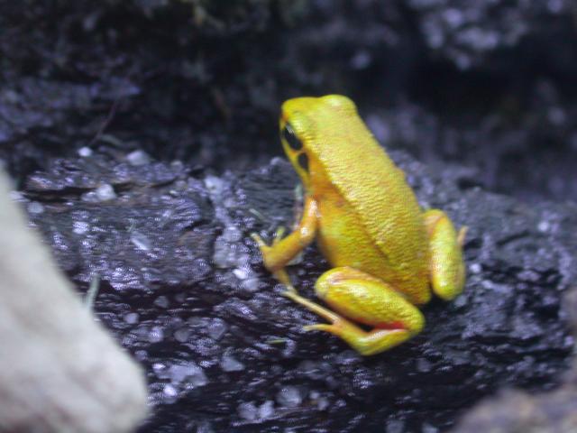black-eared mantella