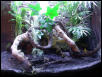 mantella's world