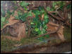 Phyllobates bicolor tank
