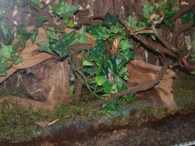 Phyllobates bicolor tank