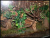 P.bicolor tank