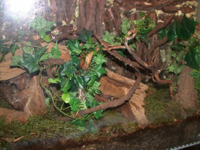 P.bicolor tank