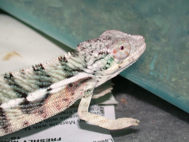 another shot of ambanja juvie