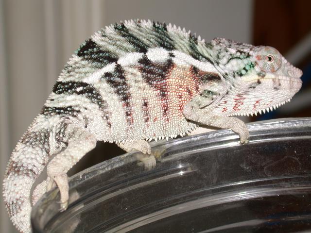 One more PIC of THOR