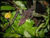 leaftail
