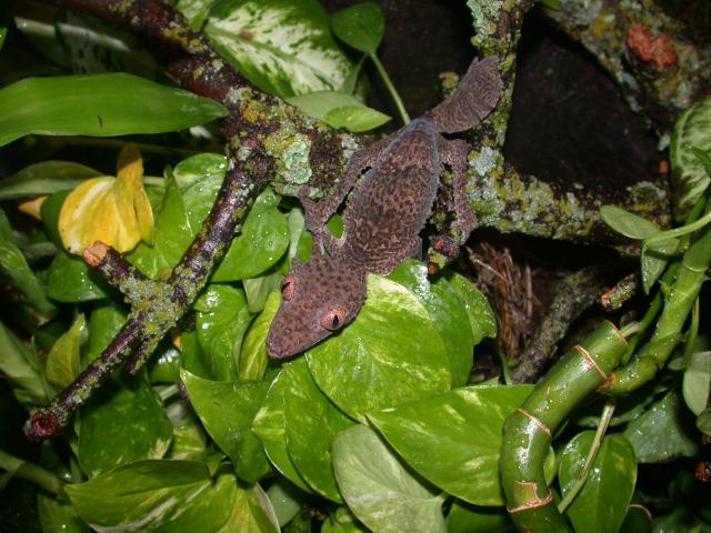 leaftail