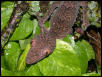 leaftail close-up