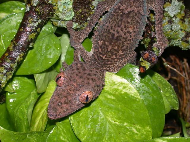 leaftail close-up