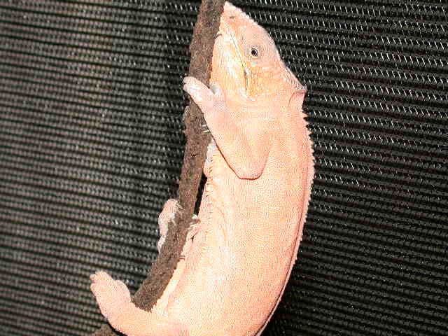 2nd Female Tamatave