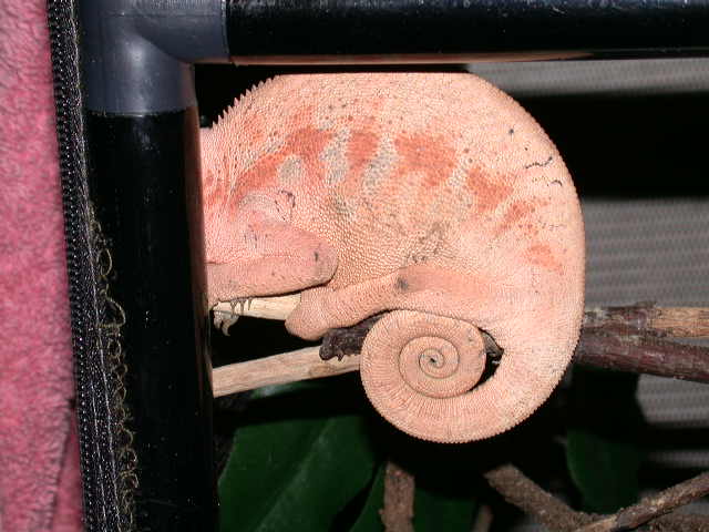 Shy Female Tamatave